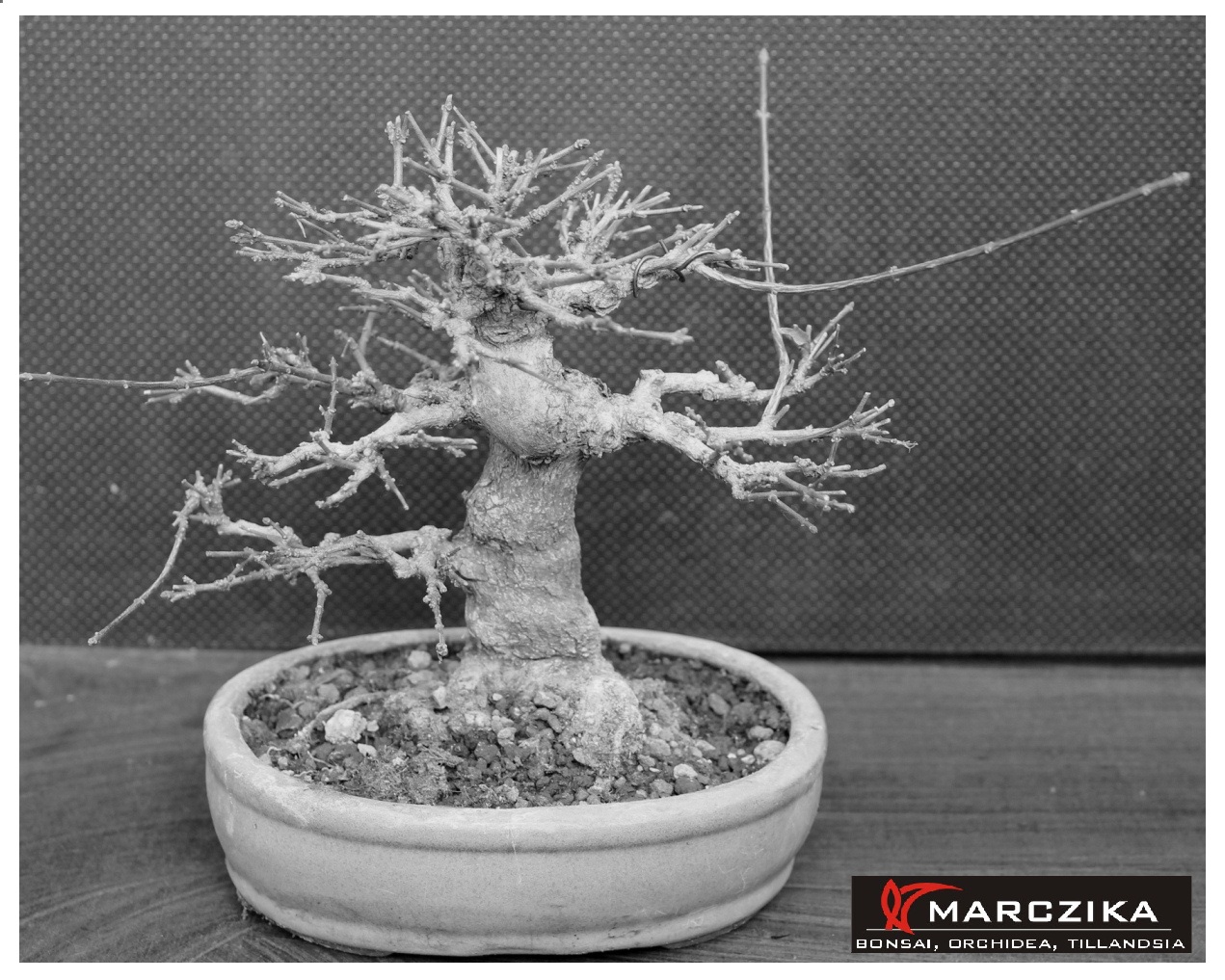 Bonsai átültetés előtti állapotban látható a shohin méretű bonsai, Shohin Premna japonica.